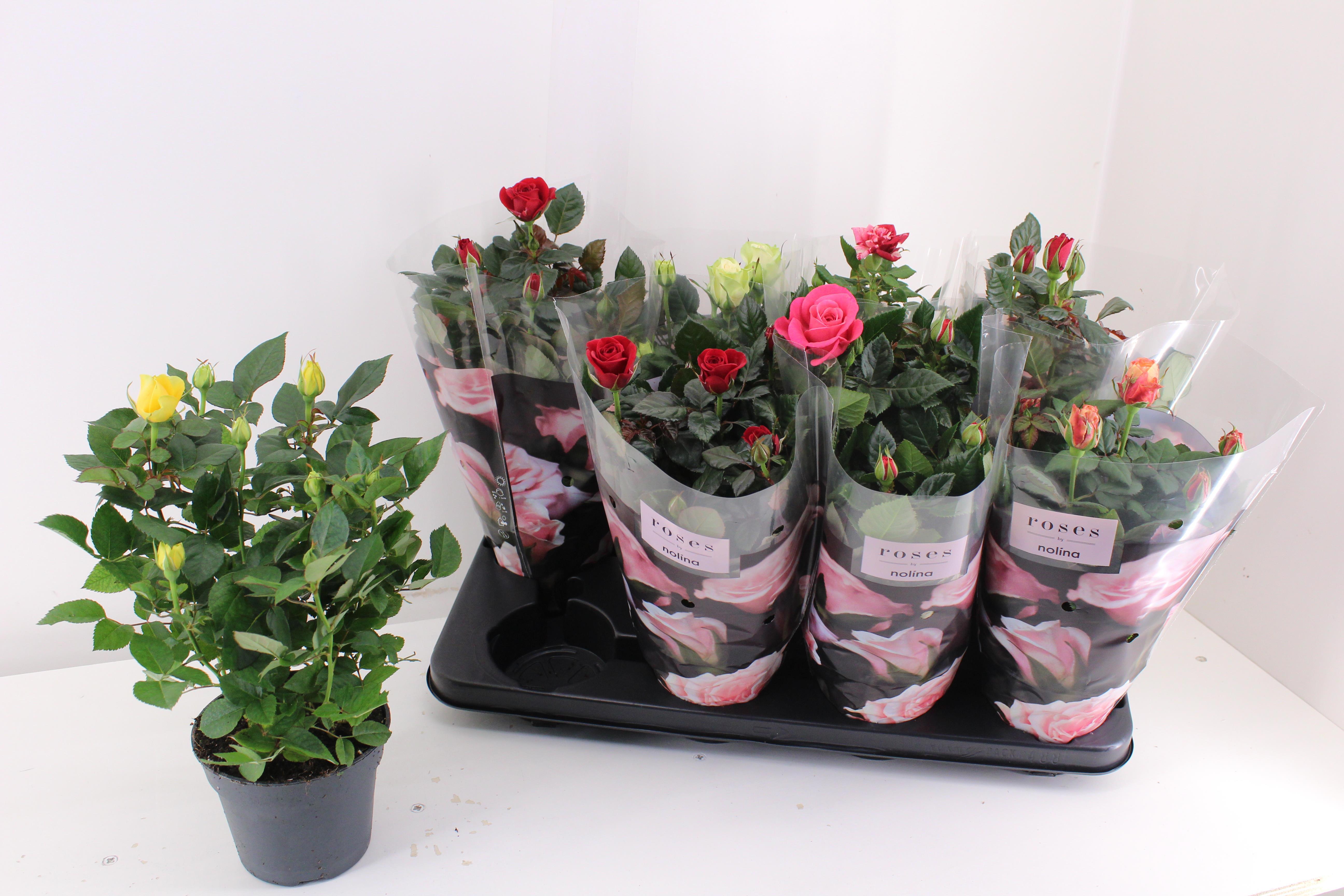 Горшечные цветы и растения оптом Ro Pathit Gem 6 Srt от 8шт из Голландии с доставкой по России