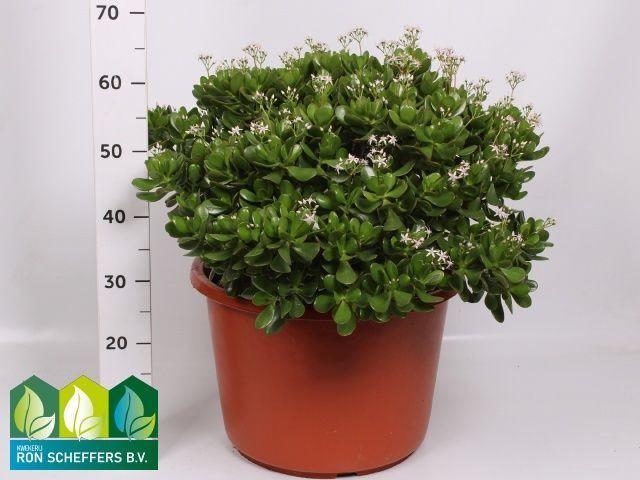 Горшечные цветы и растения оптом Crassula Ovata от 1шт из Голландии с доставкой по России