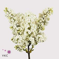 Срезанные цветы оптом Syringa madame florent stepman от 40шт из Голландии с доставкой по России