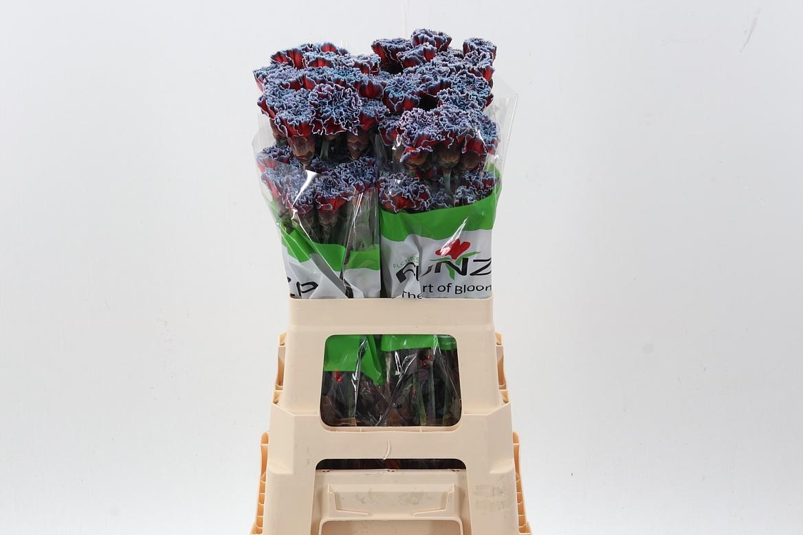 Срезанные цветы оптом Dianthus st paint bazooka от 80шт из Голландии с доставкой по России