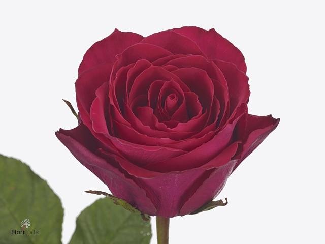 Срезанные цветы оптом Rosa large madam cerise от 60шт из Голландии с доставкой по России