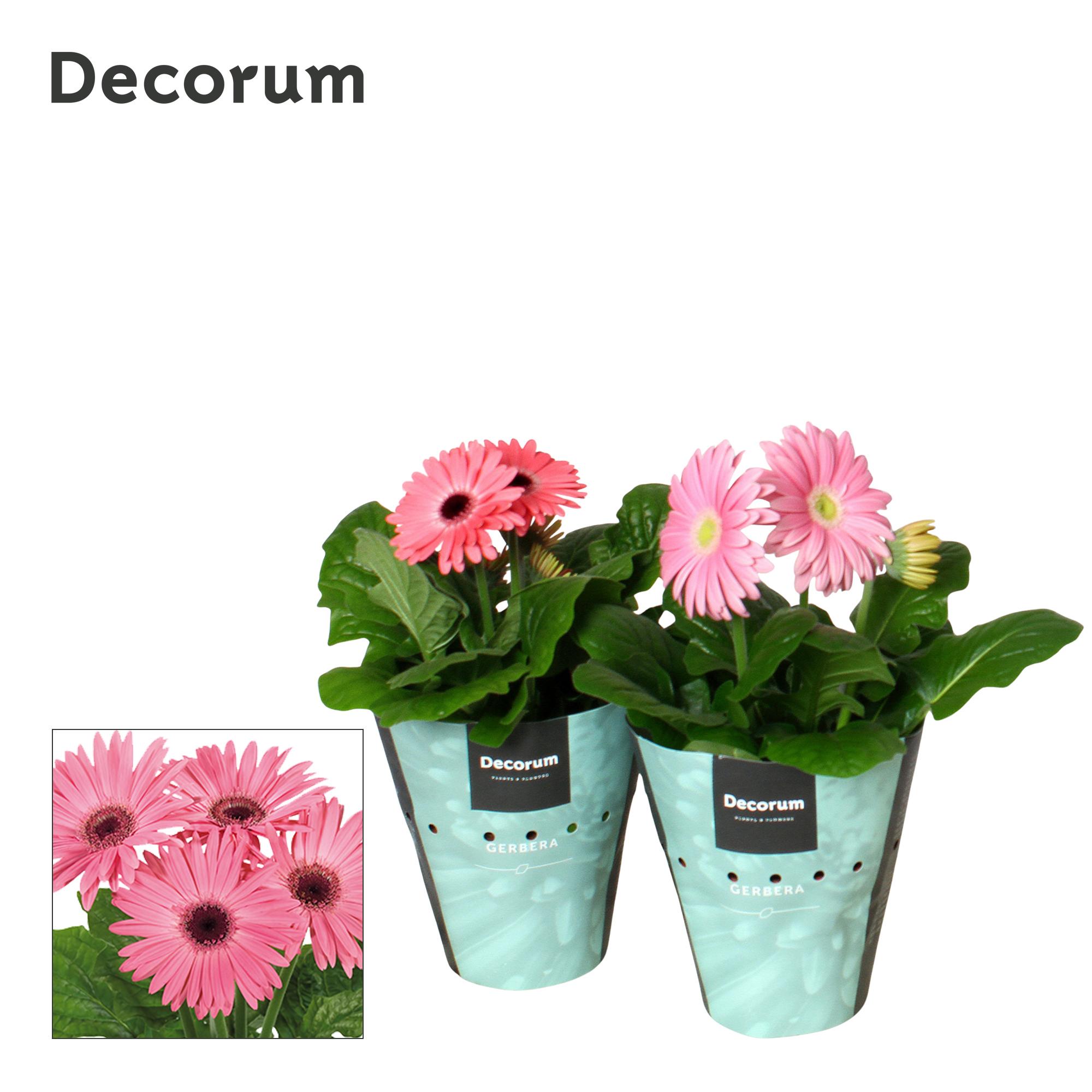 Горшечные цветы и растения оптом Gerbera Pink 2+ Potcover (decorum) от 9шт (для телеги) из Голландии с доставкой по России