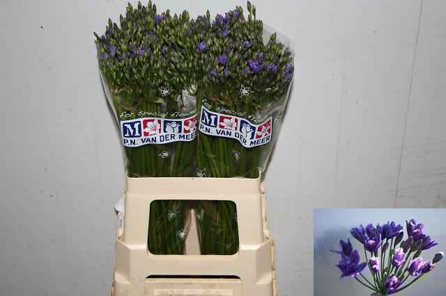 Срезанные цветы оптом Triteleia twin от 100шт из Голландии с доставкой по России