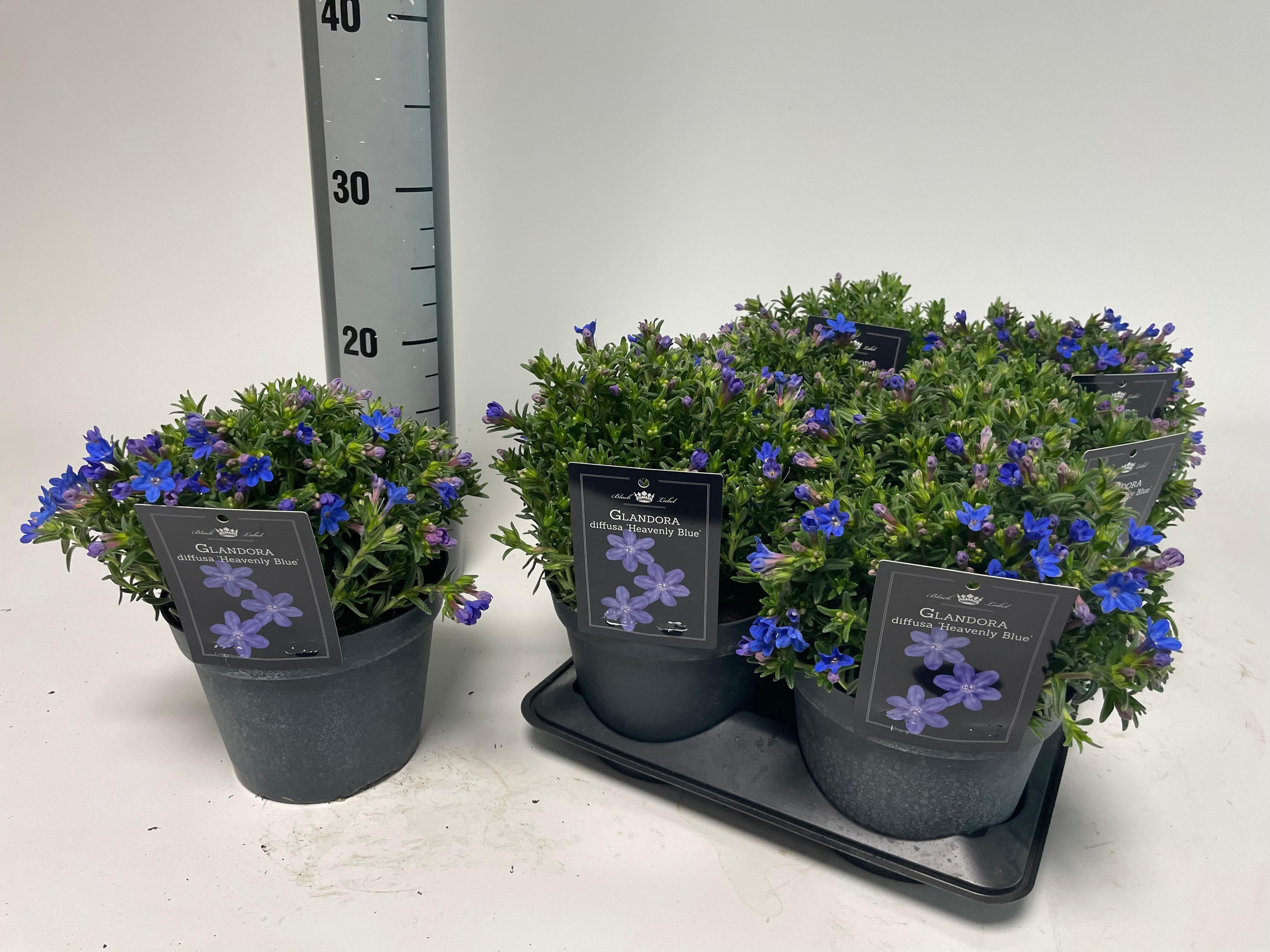 Горшечные цветы и растения оптом Glando Dif Heaven Bl от 6шт из Голландии с доставкой по России