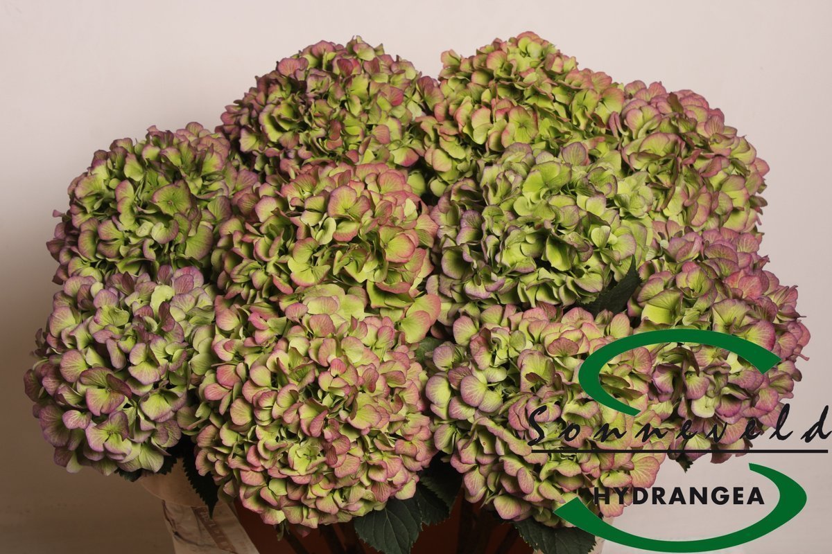 Срезанные цветы оптом Hydrangea verena classic green purple от 10шт из Голландии с доставкой по России