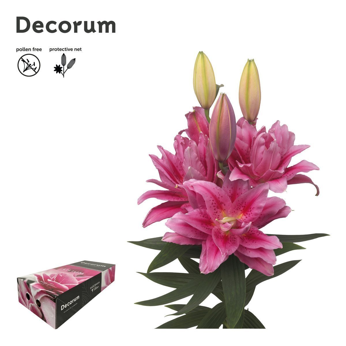 Срезанные цветы оптом Lilium or dbl roselily viola от 30шт. из Голландии с доставкой по России