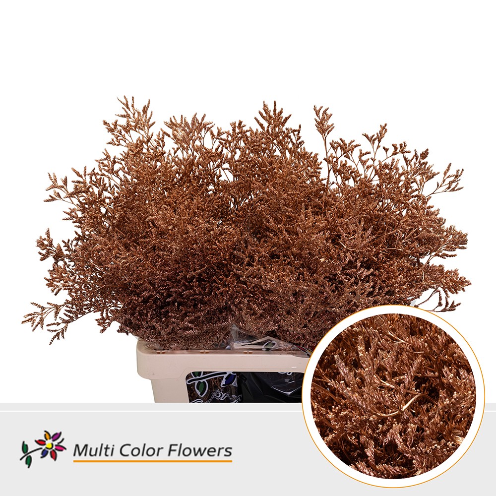 Срезанные цветы оптом Limonium paint copper от 50шт. из Голландии с доставкой по России