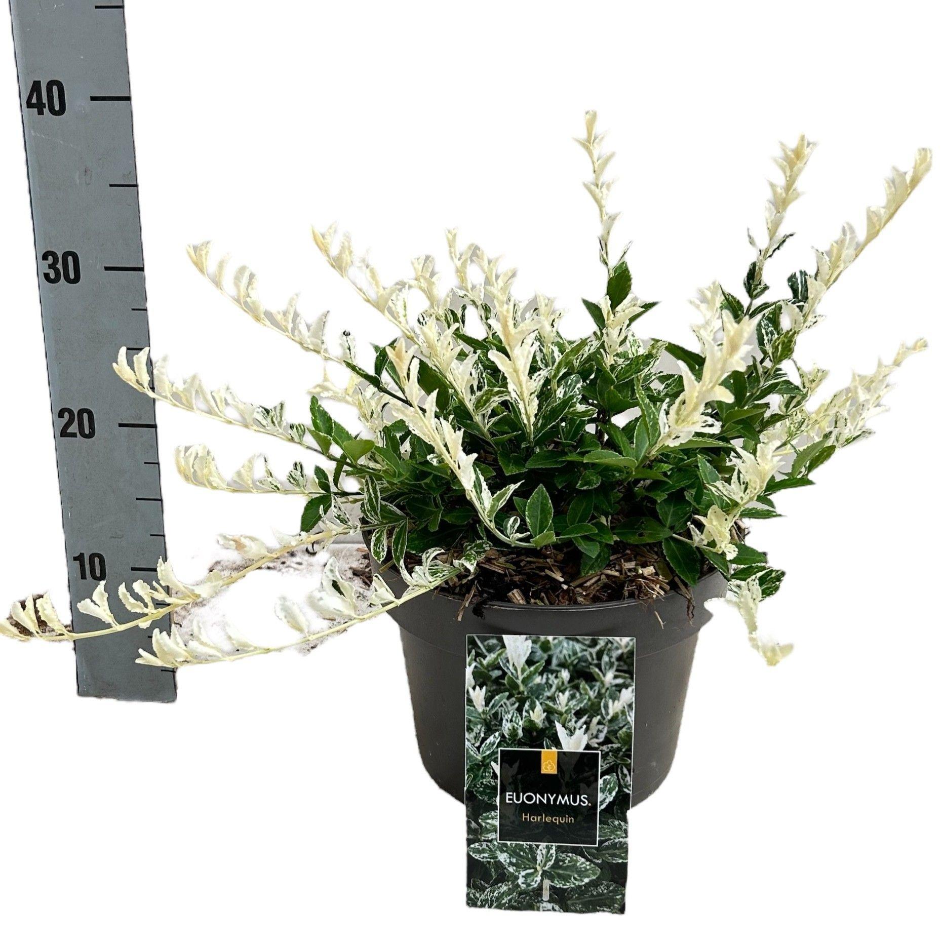 Горшечные цветы и растения оптом Euonymus Fo Harlequi от 1шт из Голландии с доставкой по России