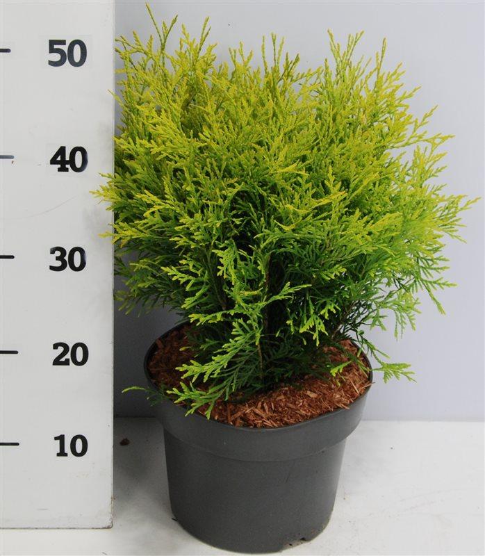Горшечные цветы и растения оптом Thuja Occ Golden Globe от 1шт из Голландии с доставкой по России