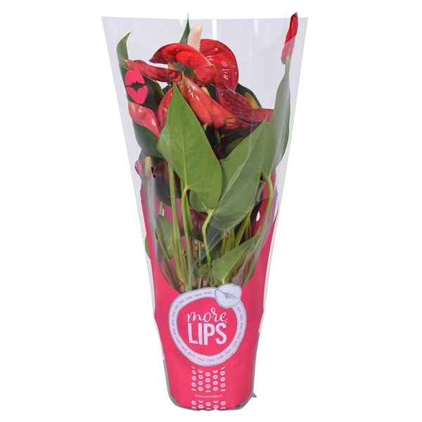 Горшечные цветы и растения оптом Anth An Everio 3+ (morelips) Showbox от 12шт из Голландии с доставкой по России