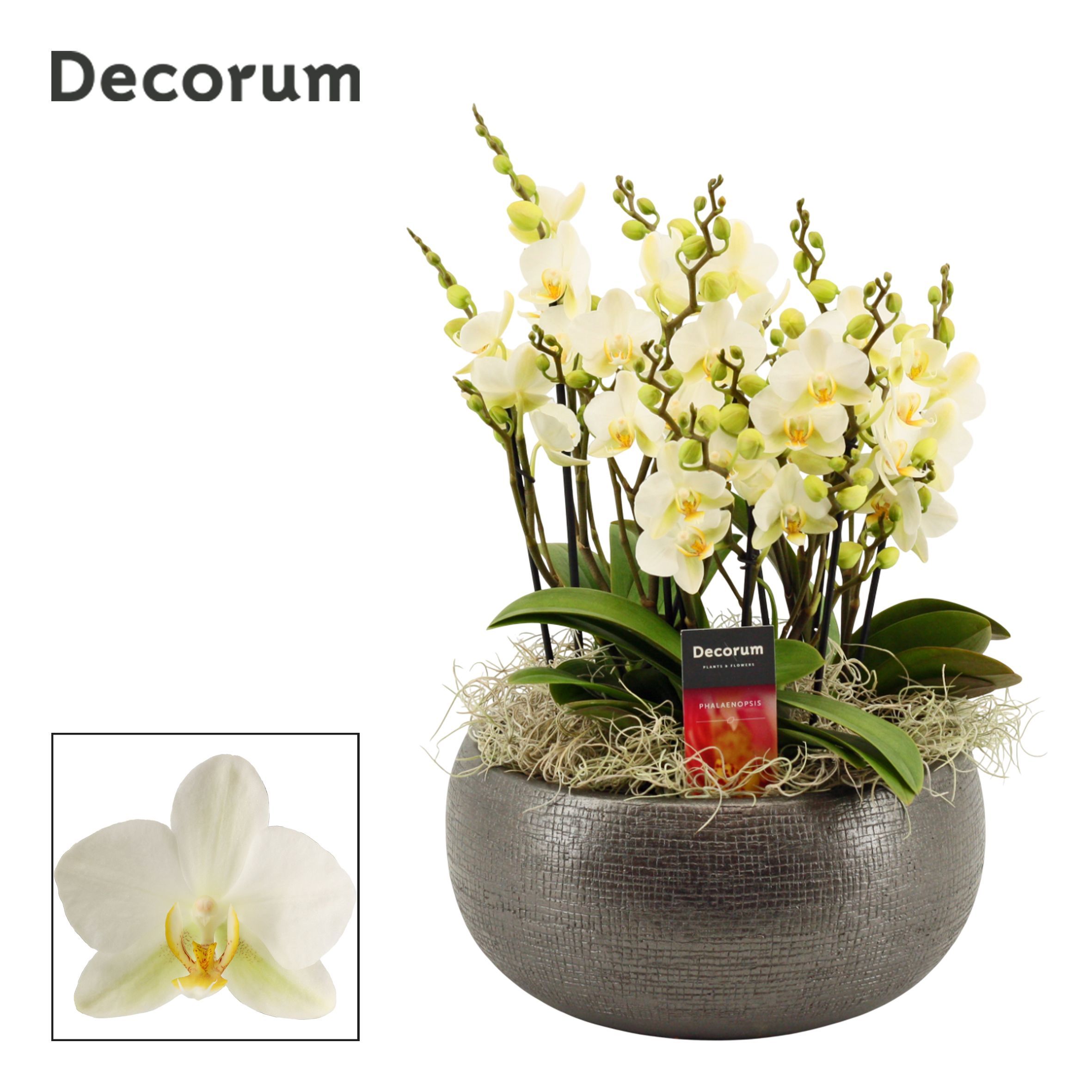 Горшечные цветы и растения оптом Phal Mf An Lausanne от 1шт' из Голландии с доставкой по России