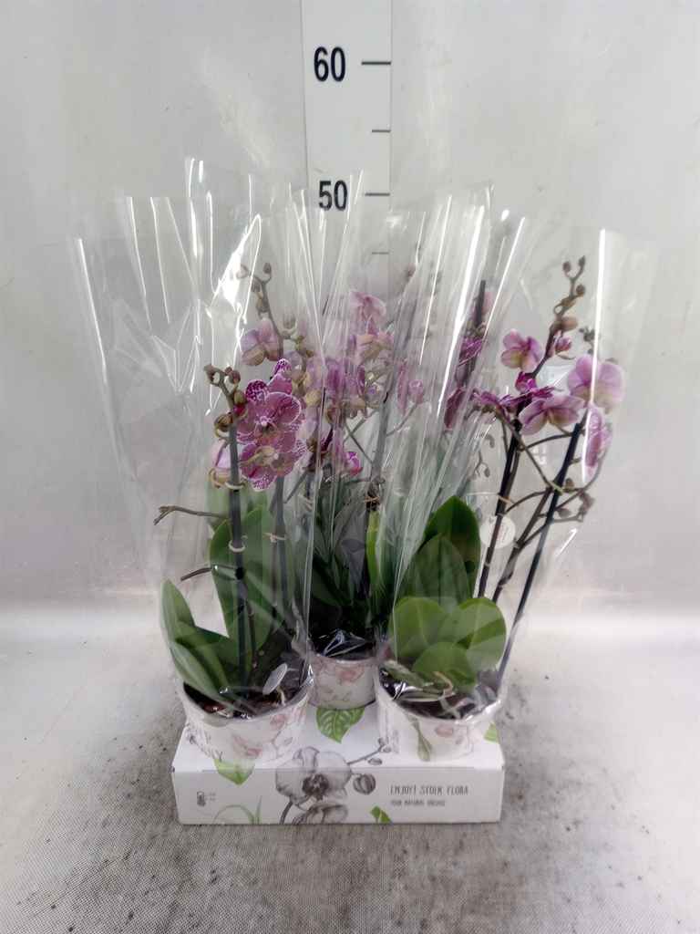 Горшечные цветы и растения оптом Phalaenopsis   ...lilac от 5шт из Голландии с доставкой по России