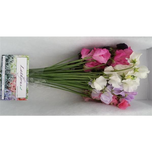 Срезанные цветы оптом Lathyrus od mix in bucket от 50шт.. из Голландии с доставкой по России