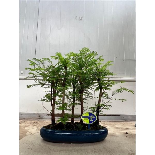 Горшечные цветы и растения оптом Bonsai Metasequoia Glyptostroboides, 35cm, Group, от 2шт из Голландии с доставкой по России