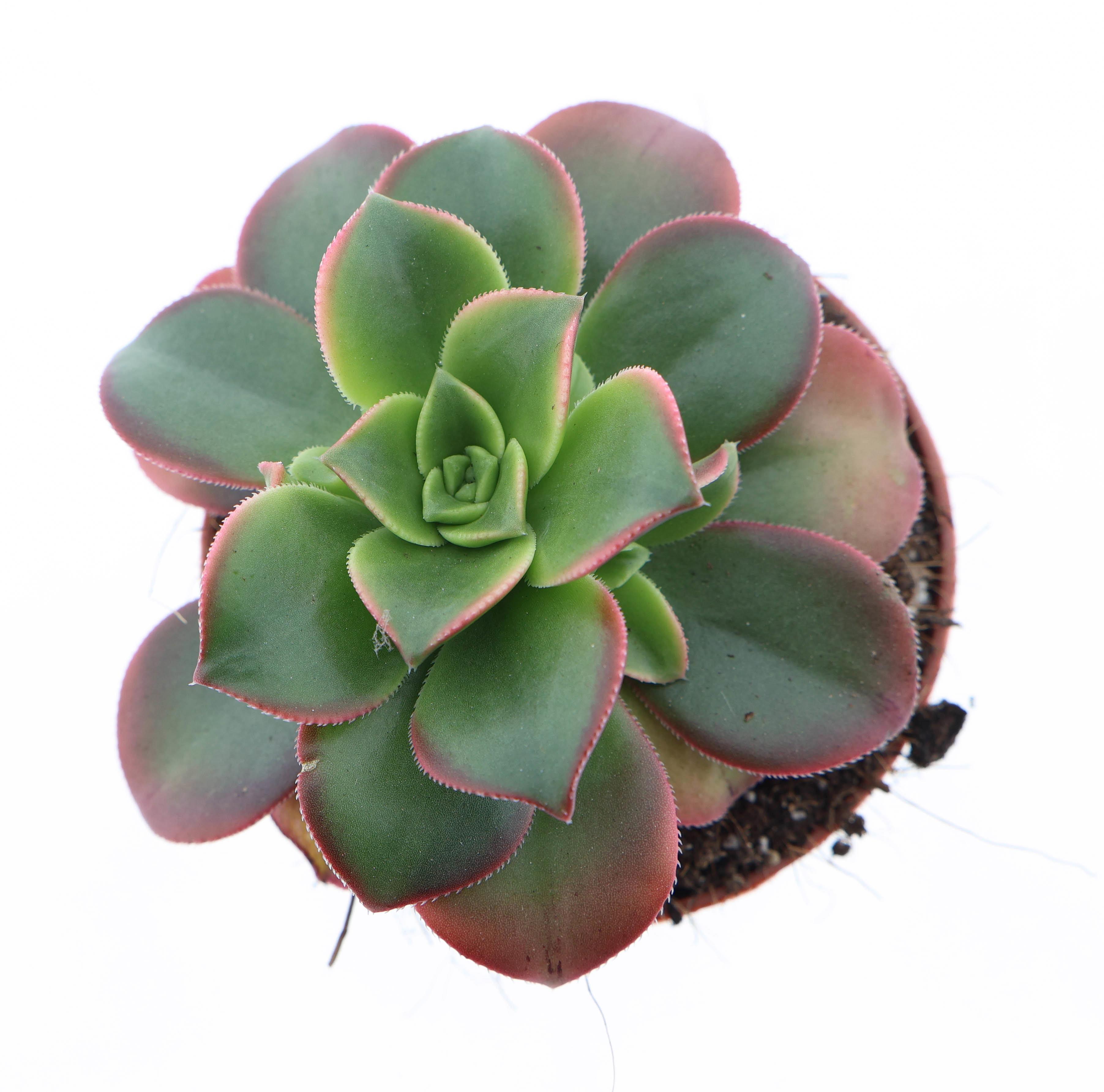 Горшечные цветы и растения оптом Aeonium Kiwi Green от 12шт (для телеги) из Голландии с доставкой по России