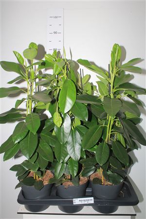 Горшечные цветы и растения оптом Fic Mi Fuji от 6шт из Голландии с доставкой по России