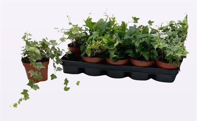 Горшечные цветы и растения оптом Hedera Hel. Mix от 10шт из Голландии с доставкой по России