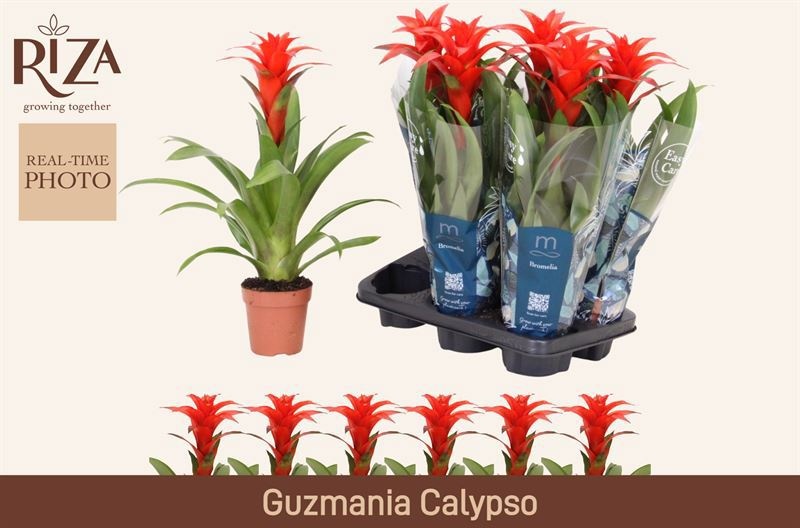 Горшечные цветы и растения оптом Guzm Calypso от 6шт из Голландии с доставкой по России