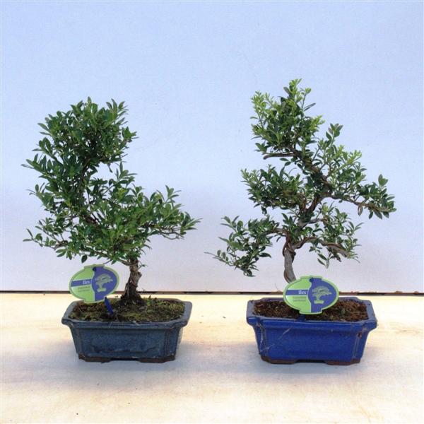 Горшечные цветы и растения оптом Bonsai Ilex Crenata,  Without Drip от 5шт из Голландии с доставкой по России