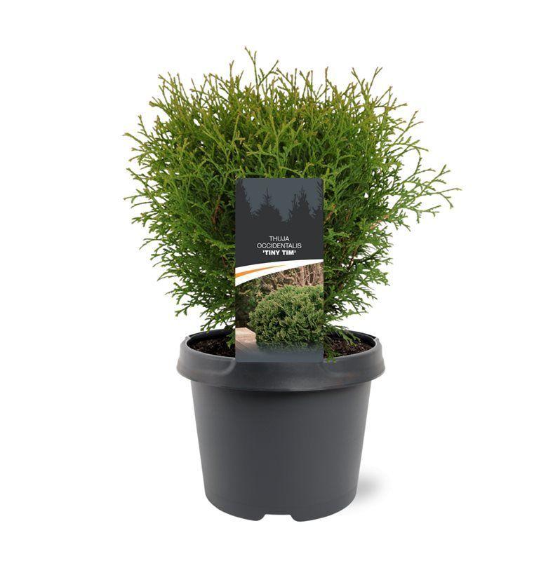 Горшечные цветы и растения оптом Thuja Occ Tiny Tim от 1шт из Голландии с доставкой по России