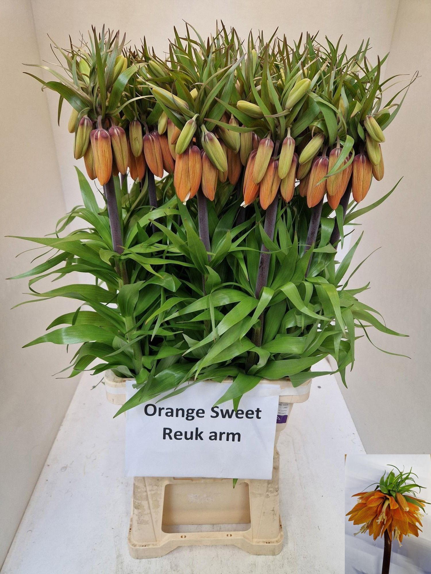 Срезанные цветы оптом Fritillaria orange sweet от 25шт из Голландии с доставкой по России