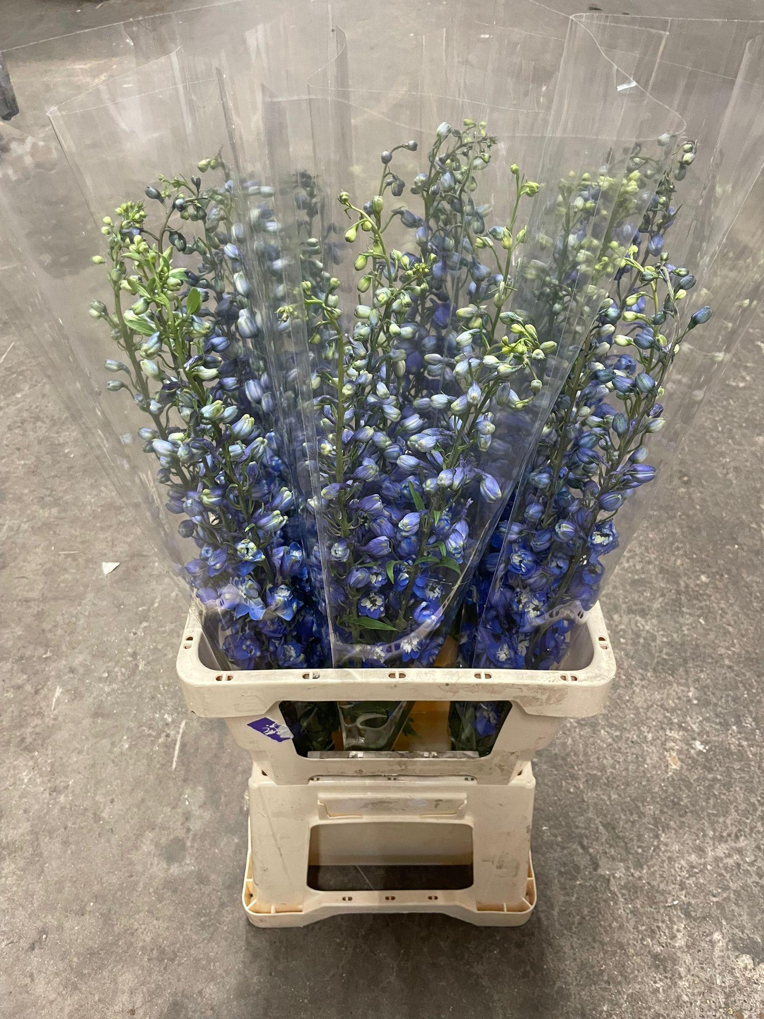 Срезанные цветы оптом Delphinium si sky blue от 25шт из Голландии с доставкой по России
