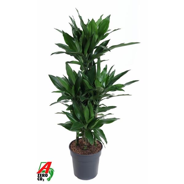 Горшечные цветы и растения оптом Dracaena Janet Lind 60-carrousel от 1шт из Голландии с доставкой по России