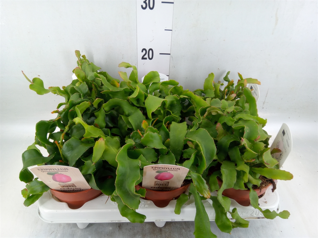 Горшечные цветы и растения оптом Epiphyllum Guatem. Var. Monstrosa от 6шт из Голландии с доставкой по России