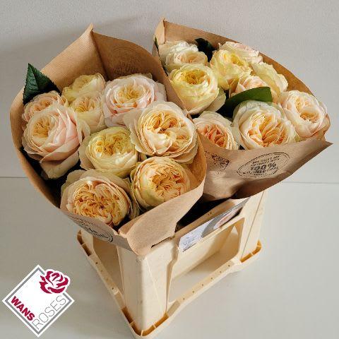 Срезанные цветы оптом Rosa garden priscilla! от 30шт из Голландии с доставкой по России