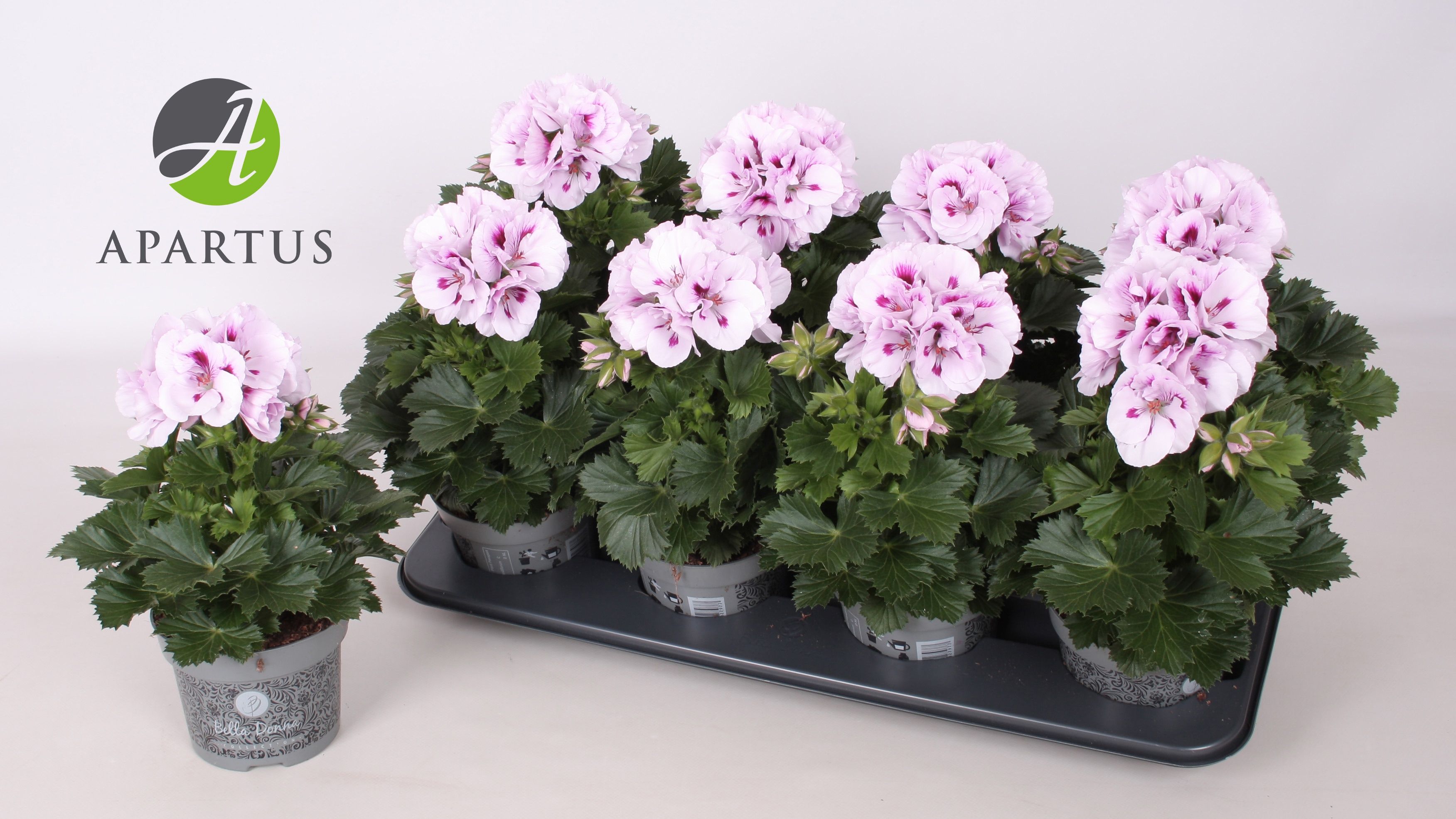 Горшечные цветы и растения оптом Pel Gr Ov от 8шт из Голландии с доставкой по России