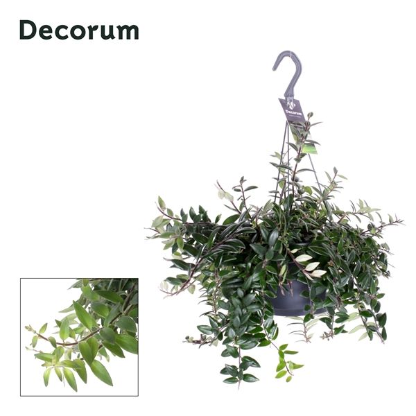 Горшечные цветы и растения оптом Aeschynanthus Caroline Hangpot (decorum) от 6шт из Голландии с доставкой по России