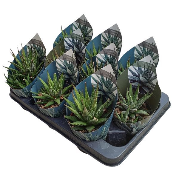 Горшечные цветы и растения оптом Haworthia Universe Potcover от 9шт из Голландии с доставкой по России