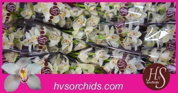 Срезанные цветы оптом Cymbidium white cascade от 12шт. из Голландии с доставкой по России