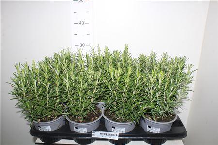 Горшечные цветы и растения оптом Rosmarin Of Ov от 8шт из Голландии с доставкой по России