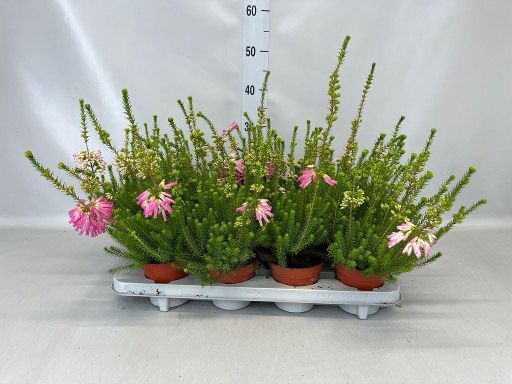 Горшечные цветы и растения оптом Erica Verticillata от 8шт из Голландии с доставкой по России