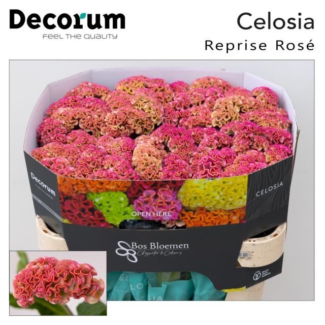 Срезанные цветы оптом Celosia reprise rose от 40шт из Голландии с доставкой по России