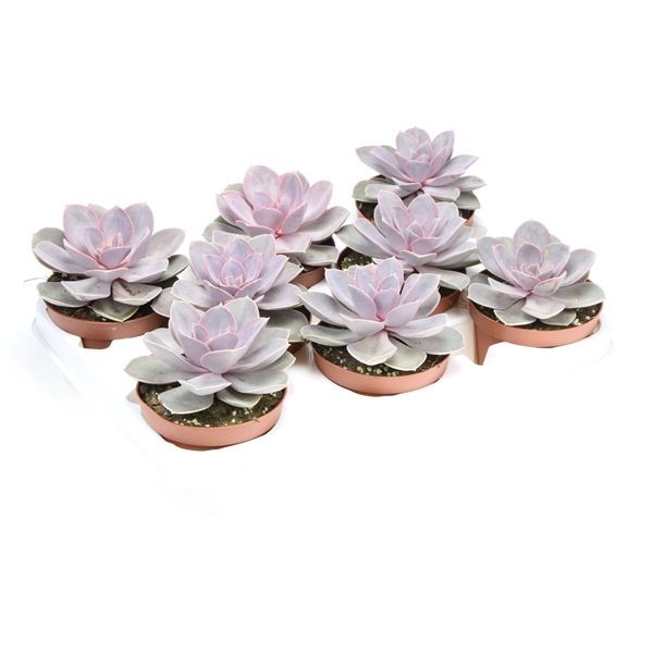 Горшечные цветы и растения оптом Echeveria Perle Von Nurnberg от 8шт из Голландии с доставкой по России