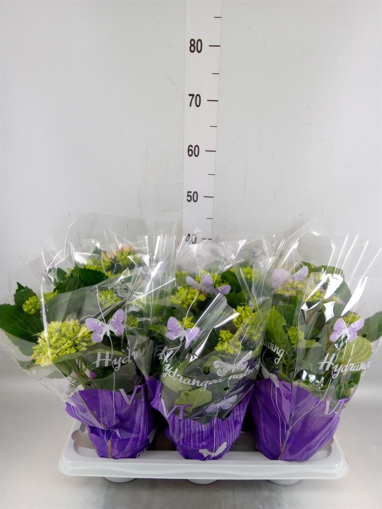 Горшечные цветы и растения оптом Hydrangea Mac.   ...mix от 6шт из Голландии с доставкой по России