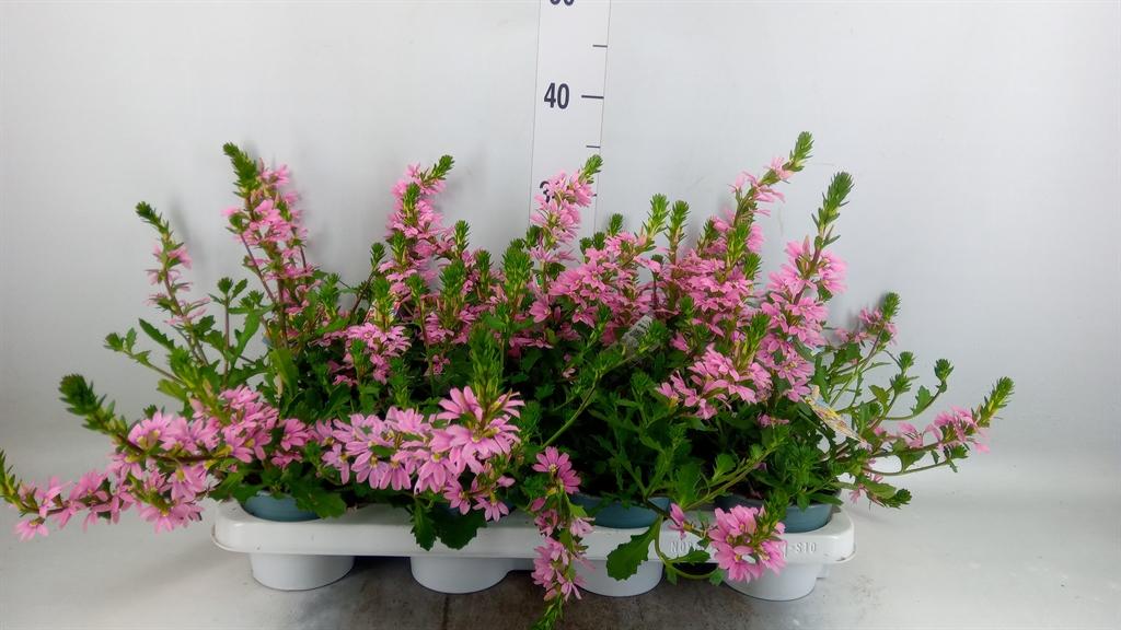 Горшечные цветы и растения оптом Scaevola Aemula   ... от 8шт из Голландии с доставкой по России