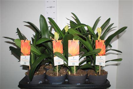 Горшечные цветы и растения оптом ** Clivia Miniata * Spring Deal * от 8шт из Голландии с доставкой по России