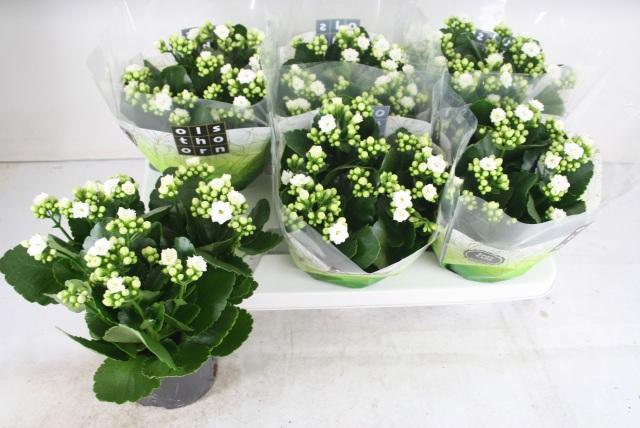 Горшечные цветы и растения оптом Kal Ge Whites White от 6шт из Голландии с доставкой по России