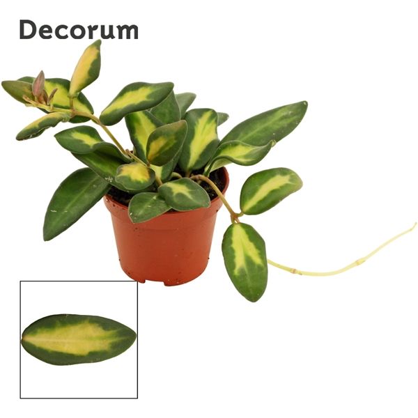 Горшечные цветы и растения оптом Hoya Burtoniae Variegata (decorum) от 20шт из Голландии с доставкой по России