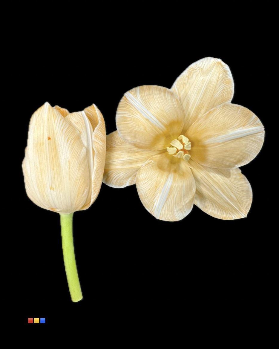 Срезанные цветы оптом Tulipa si paint apricot от 50шт из Голландии с доставкой по России Срезанные цветы оптом Tulipa si paint apricot от 50шт из Голландии с доставкой по России