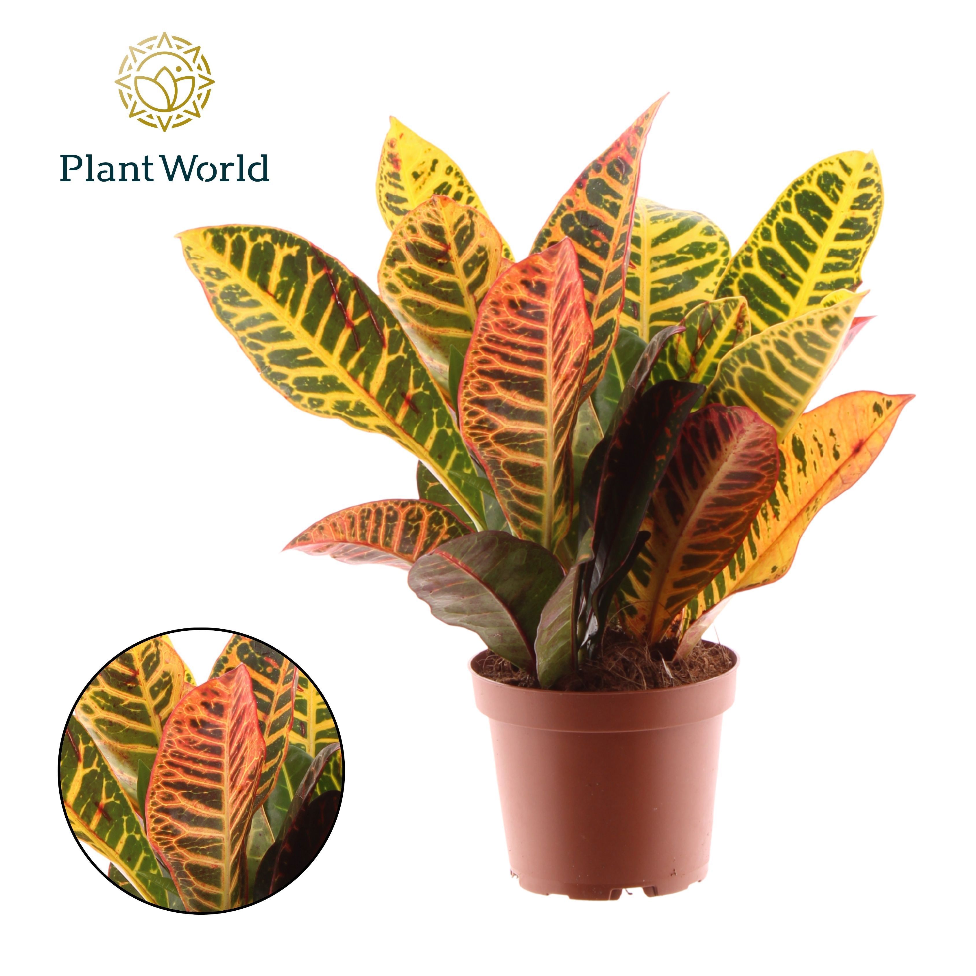 Горшечные цветы и растения оптом Codiaeum Petra Head  3-5 Pp от 10шт из Голландии с доставкой по России