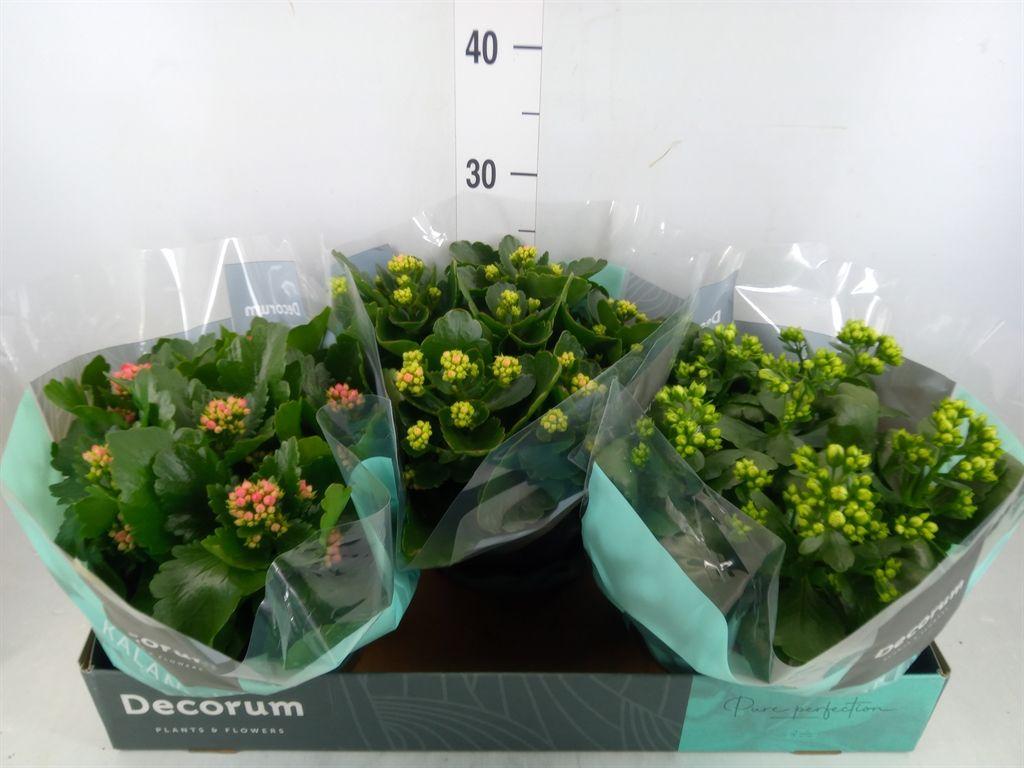 Горшечные цветы и растения оптом Kalanchoe Blos.   ..rosebud Mix  4 от 3шт из Голландии с доставкой по России