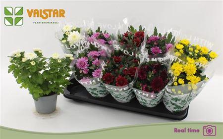 Горшечные цветы и растения оптом Chrys Double Mix 3pp от 10шт из Голландии с доставкой по России