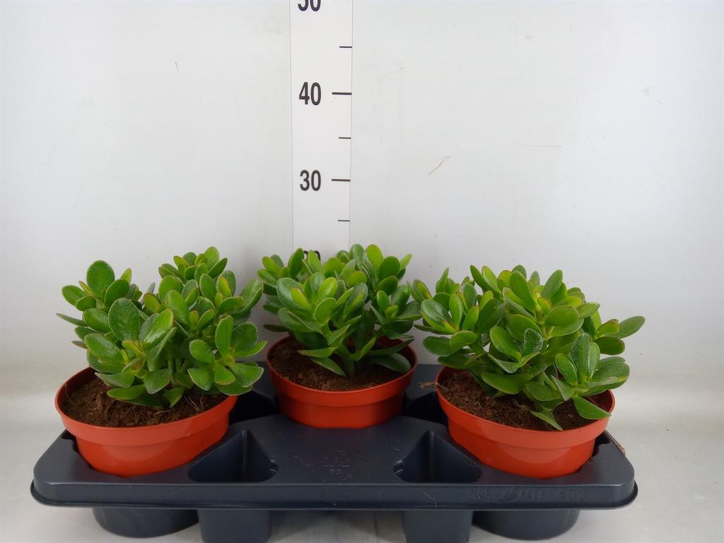 Горшечные цветы и растения оптом Crassula Ovata от 3шт из Голландии с доставкой по России