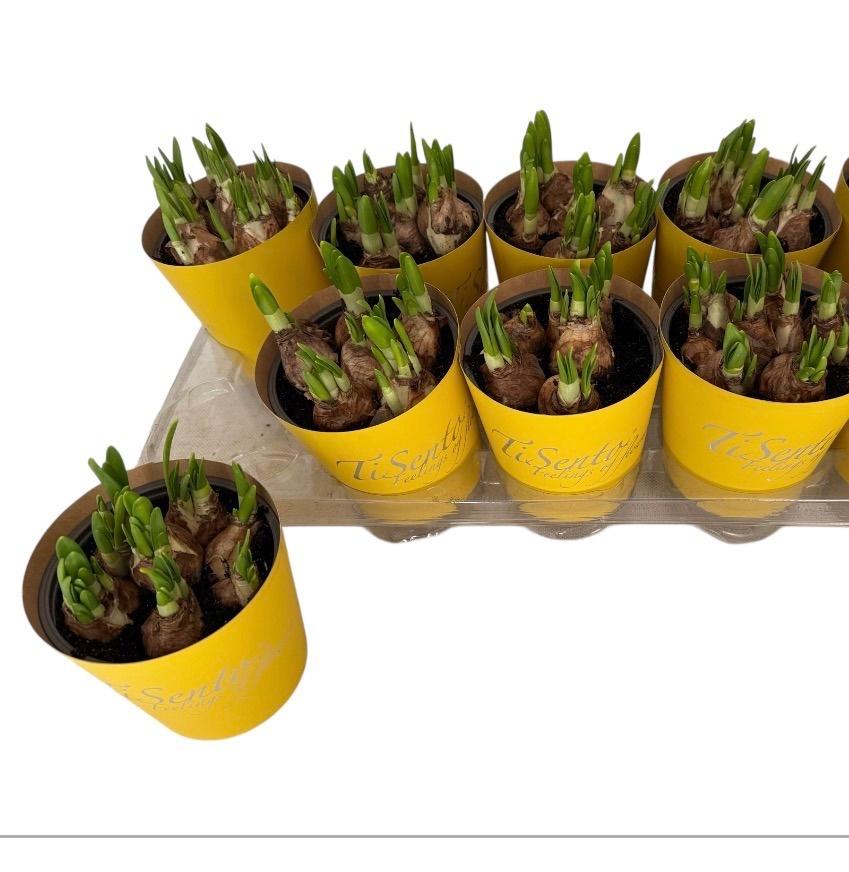 Горшечные цветы и растения оптом Narc Ov от 8шт из Голландии с доставкой по России