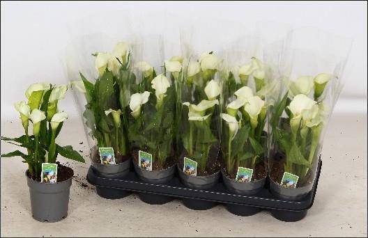 Горшечные цветы и растения оптом Zant Capt Fresco от 10шт из Голландии с доставкой по России