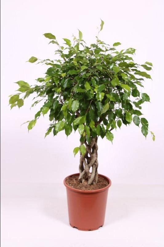 Горшечные цветы и растения оптом Ficus Be Exotica Tube от 1шт из Голландии с доставкой по России